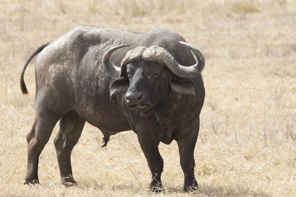 Grote Maleafrican Buffalo Pootjes Een Droge Afrikaanse Savanne Stockafbeelding
