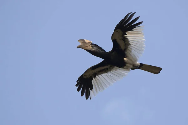 흑인과 Casqued Hornbill 아프리카의 하늘에 숲에는 — 스톡 사진