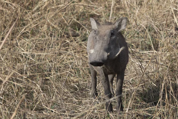 Common Warthog Stands Tall Dry Grass African Savanna — Stock Photo, Image