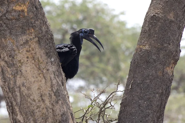 Büyük Bir Ağaç Gövdeleri Afrika Savana Arasında Oturur Kadın Abyssinian — Stok fotoğraf