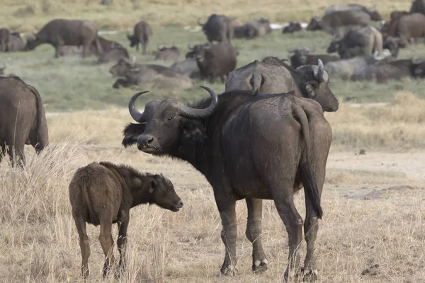 Žena Tele Buvol Africký Která Stojí Savany Pozadí Velké Stádo — Stock fotografie