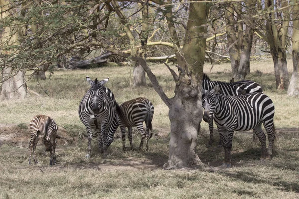 Gregge Pianure Zebra Che Sorge All Ombra Delle Acacie Una — Foto Stock
