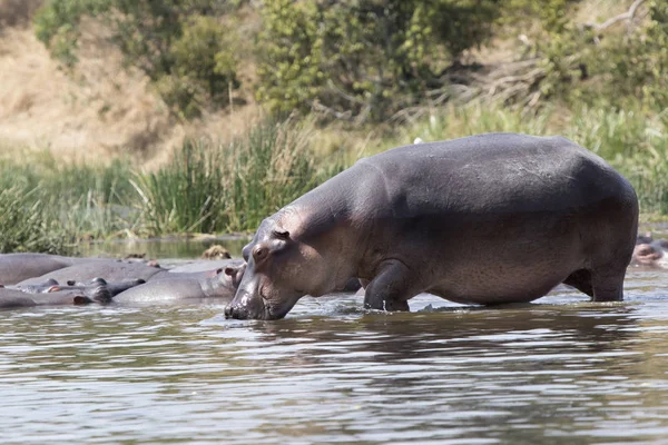 Hipopótamo Que Entra Água Rio Nilo Partir Costa Coberta Grama — Fotografia de Stock