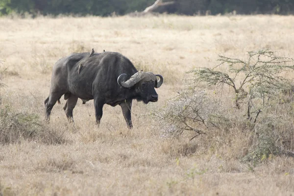 Mâle African Buffalo Qui Marche Travers Grande Savane Africaine Sèche — Photo