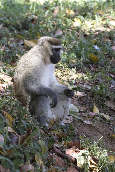 Мужчина Vervet Monkey Который Сидит Земляной Насыпи Пологом Леса — стоковое фото