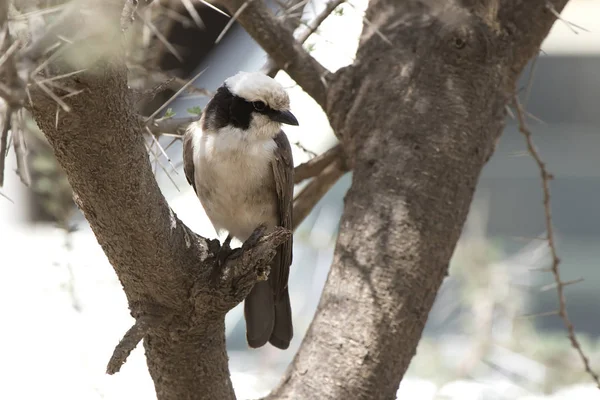 Northern White Incoronato Shrike Che Siede Ramo Secco Albero Nella — Foto Stock