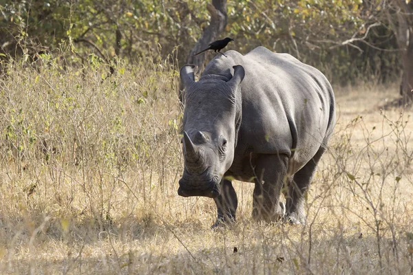 Rinoceronte Branco Sul Que Caminha Pela Savana Mato Estação Seca — Fotografia de Stock