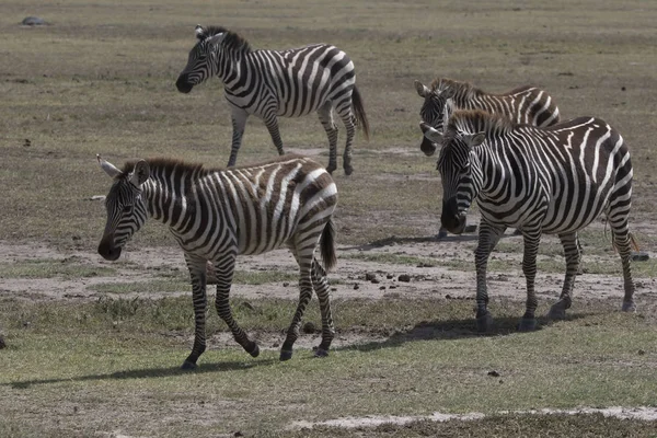 Lille Flok Sletter Zebraer Der Går Langs Den Afrikanske Savanna - Stock-foto