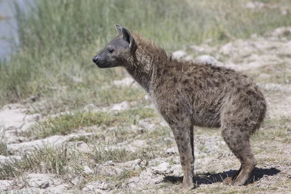 Spotted Hyena Which Does Stand Bank Dry River Dry Season — Stock Photo, Image