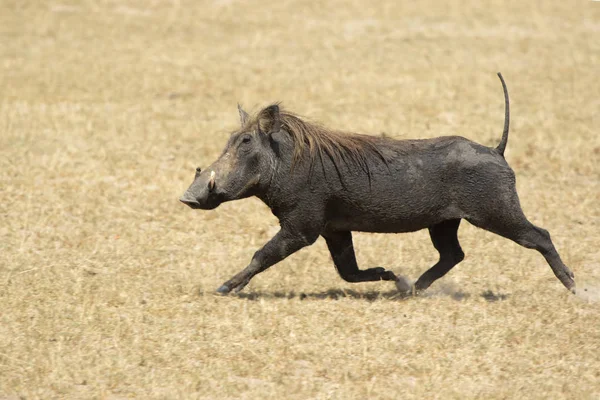 Common Warthog Runs Dry African Savannah Raising Its Tail Royalty Free Stock Images