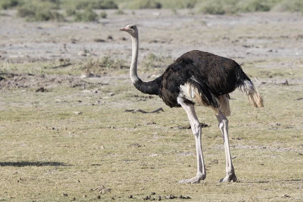 Kuru Sezonunda Kurutulmuş Afrika Savana Duran Erkek Ortak Devekuşu — Stok fotoğraf