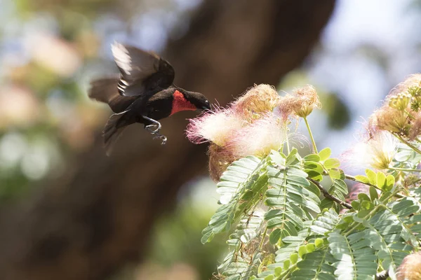 Maschio Scarlatto Petto Sunbirds Che Aleggia Sopra Fiore Beve Nettare — Foto Stock