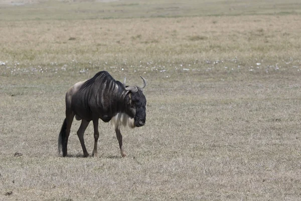 Viejo Macho Blanco Barbudo Ñus Que Deambula Través Sabana Africana —  Fotos de Stock