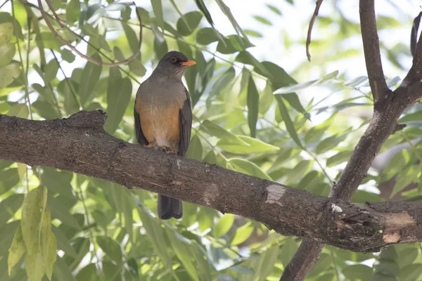Olive Thrush Sits Tree Branch Shade Leaves Hot African Day Stock Photo