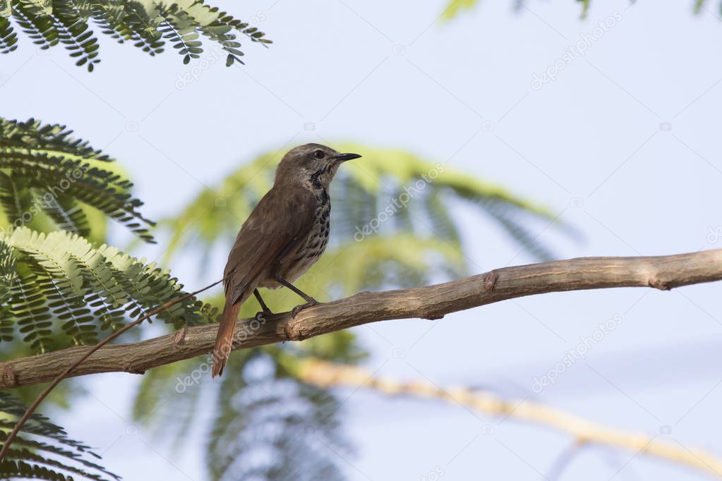 Spotted morning-thrush that sits on an acacia tree in the shade of a leaf on a hot African day