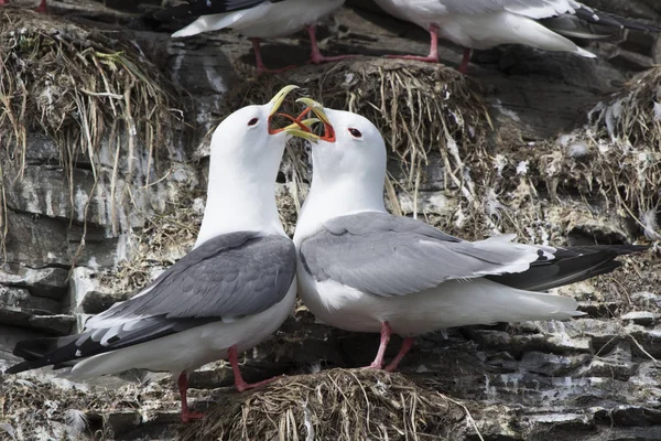 Par Röd Legged Mås Som Hälsar Varandra Nära Boet — Stockfoto