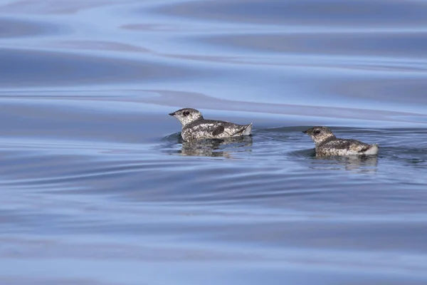 夏日里漂浮在水面上的两 Murrelet — 图库照片