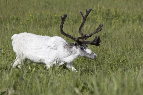 Witte Mannelijke Rendieren Lopen Een Drassige Weide — Stockfoto