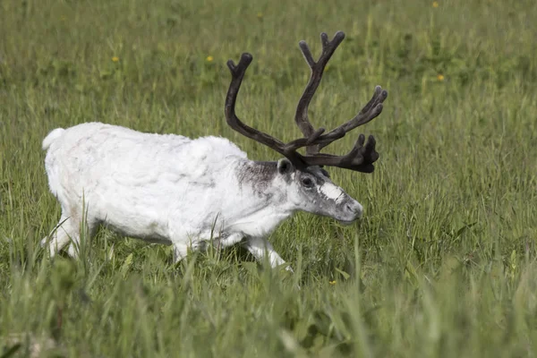 Weiße Männliche Rentiere Auf Einer Sumpfigen Wiese — Stockfoto