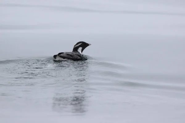 Ancient Murrelet Who Swims Water Overcast Summer Day Stock Picture