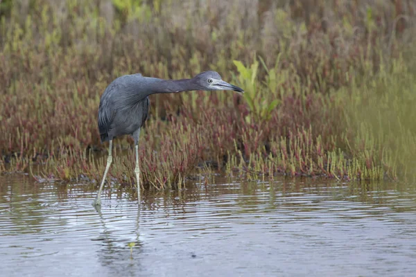 Pequena Garça Azul Que Fica Águas Rasas Esticando Seu Pescoço — Fotografia de Stock