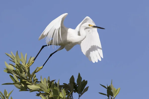 Snowy Egret Takes Top Small Tree Lake — Stock Photo, Image