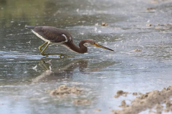 Garza Joven Tricolor Que Caza Peces Aguas Poco Profundas — Foto de Stock