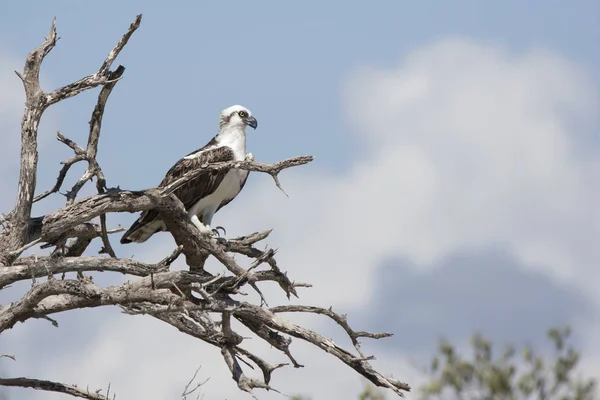 Kubánský Osprey Který Sedí Suchých Větvích Stromu Břehu Mořské Laguny Stock Obrázky