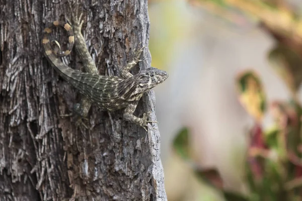 Northern Curly Tailed Lizard Hangs Tree Trunk Looks Ahead Bright — Stock Photo, Image
