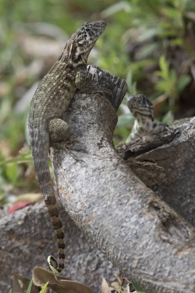 Northern Curly Tailed Lizard Sits Tree Trunk Shade Bright Sunny — Stock Photo, Image