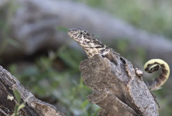 Northern Curly Tailed Lizard Sits Dry Tree Trunk Shade Bright — Stock Photo, Image