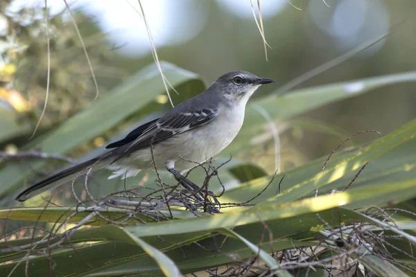Noordelijke Mockingbird Die Onder Bladeren Van Een Palmboom Schaduw Een — Stockfoto