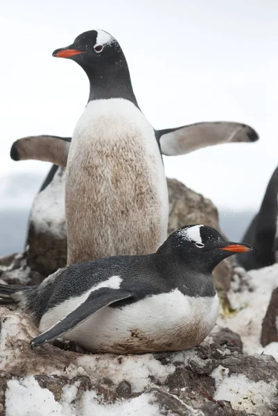在一个在多云的春日展开翅膀的雄性的背景下 雌性的 Gentoo 企鹅坐在鸟巢上 — 图库照片