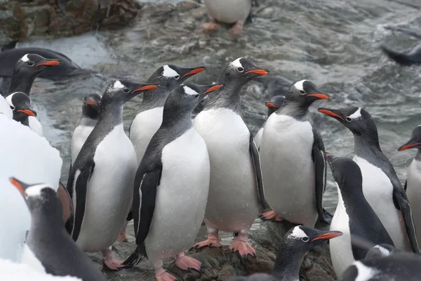 Grupo Gentoo Penguin Vienen Tierra Pie Pista Una Noche Invierno —  Fotos de Stock