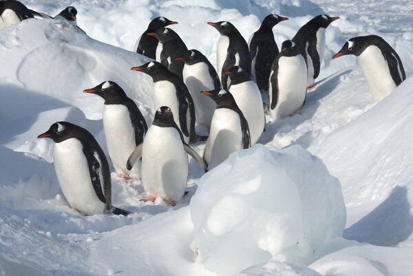 Group of Gentoo Penguin standing among the floes on a snowy shore on a sunny winter day