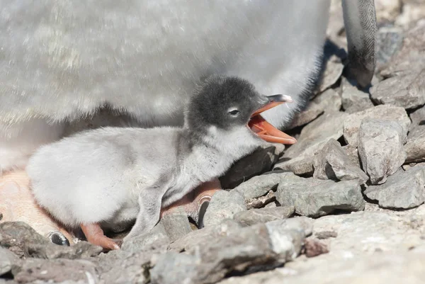 新孵化的 Gentoo 企鹅小鸡谁坐在一个石头的巢穴与开放的嘴 — 图库照片
