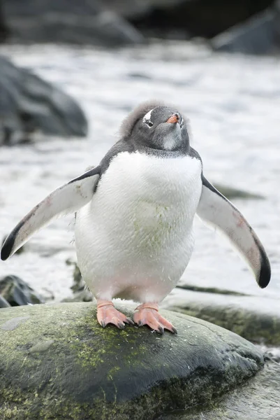 Молодий Gentoo Пінгвін Рештою Пух Голові Яка Стоїть Камені Океанському — стокове фото