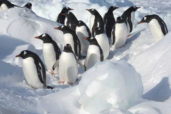 Grupp Gentoo Penguin Stående Bland Isflak Snöig Stranden Solig Vinterdag Stockfoto