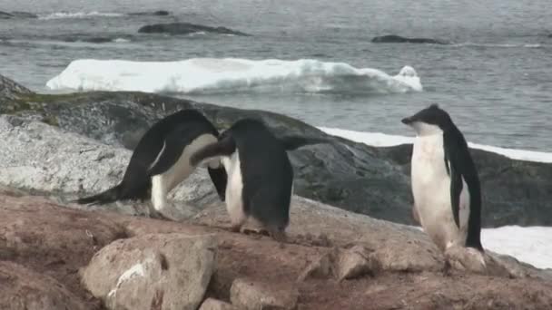 Adelie Pingvin Som Matar Vuxen Chick Havet Antarktis — Stockvideo