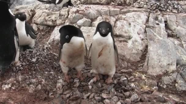 Два Пингвина Адели Которые Стоят Рядом Каменным Гнездом Колонии — стоковое видео