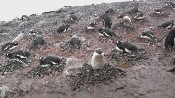 降雪時夏の曇り日に南極の島の Gentu のペンギンのコロニー — ストック動画