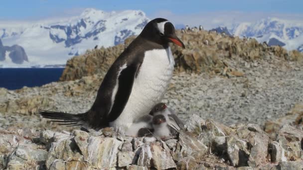 Kvinnliga Gentoo Penguin Som Sitter Ett Rede Med Två Stora — Stockvideo