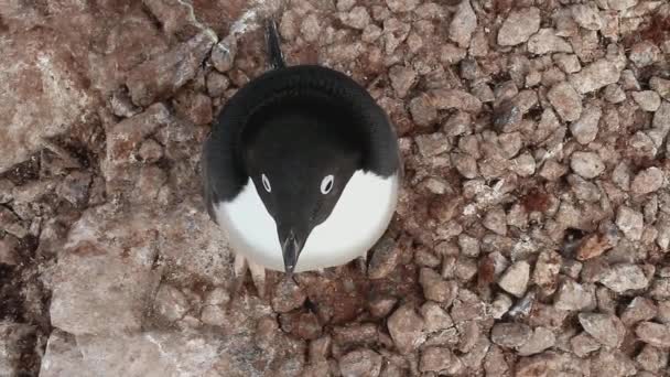 Blick Auf Den Adeliepinguin Von Oben Der Einem Sommertag Der — Stockvideo