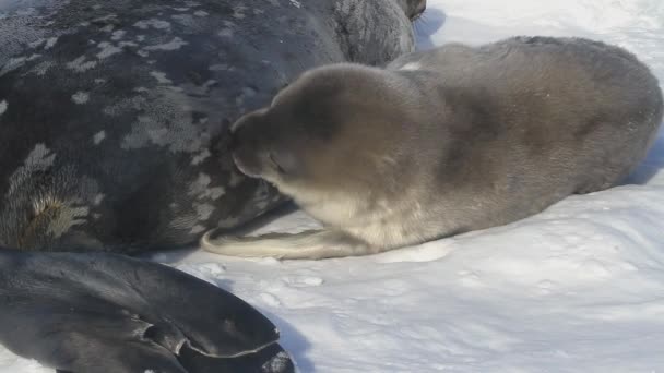 小狗海豹韦德尔谁躺在南极洲的冰上旁边的女性和喂养她的牛奶 — 图库视频影像