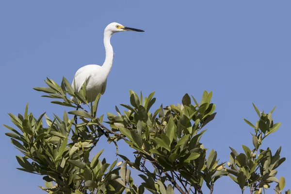 Snowy Egret Sits Top Bush Mangroves — Stock Photo, Image