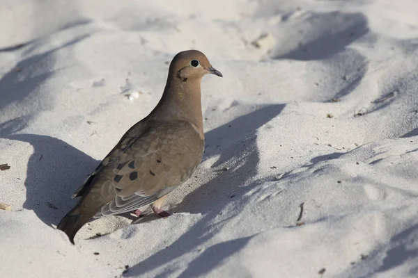 Mourning Dove Som Livnär Sig Sandstrand Vid Havet — Stockfoto