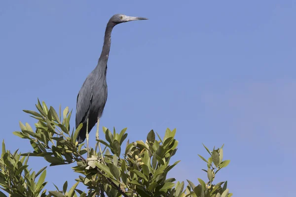 Petit Héron Bleu Qui Trouve Sommet Buisson Dans Les Mangroves Images De Stock Libres De Droits
