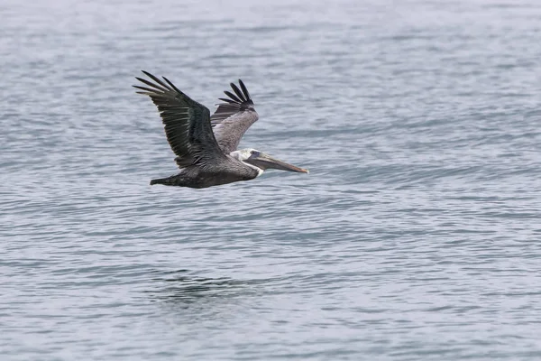 Pelicano Marrom Que Voa Baixo Sobre Água Costa Oceano Atlântico — Fotografia de Stock