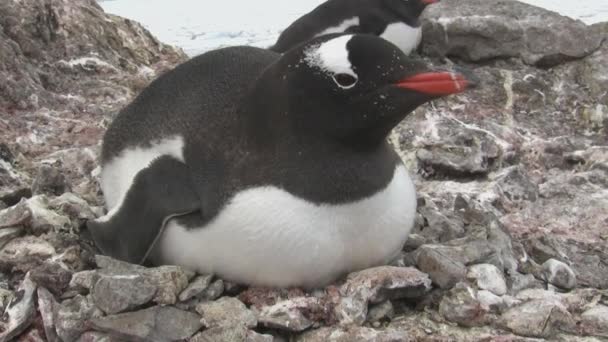 Kvinnliga Gentoo Penguin Som Sitter Ett Fågelbo Koloni Antarktis — Stockvideo