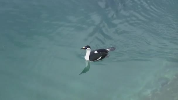 Синьоокі Баклан Плавання Уздовж Антарктики Посадити Бірюзова Прозора Вода — стокове відео